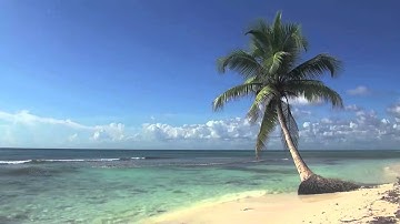 Relaxing 8 Hour Video of A Tropical Beach with Blue Sky White Sand and Palm Tree