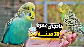 كم سنة يعيش طائر البادجي؟