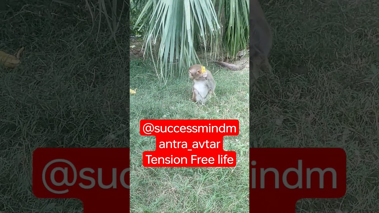 Baby Monkey enjoying peace | 