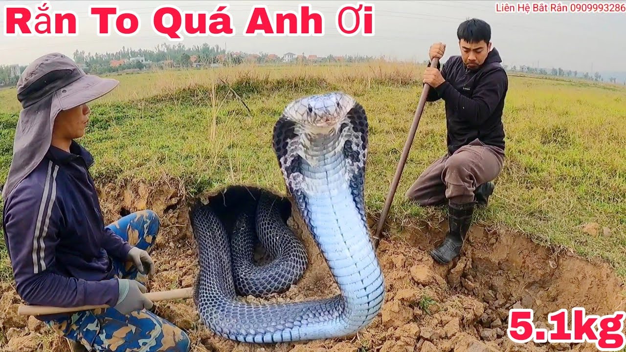 28 минут ужаса: поимка трех королевских кобр в водосточной трубе.