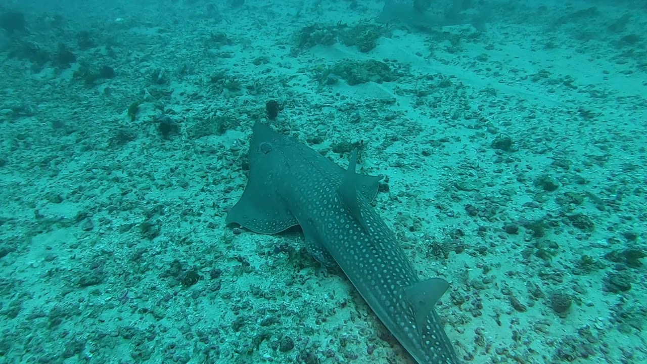 Giant Guitar Sharks Protea Banks