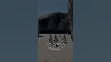 🌿 تلاوة خاشعة من سورة الإخلاص بصوت القارئ بدر النفيس 🌿