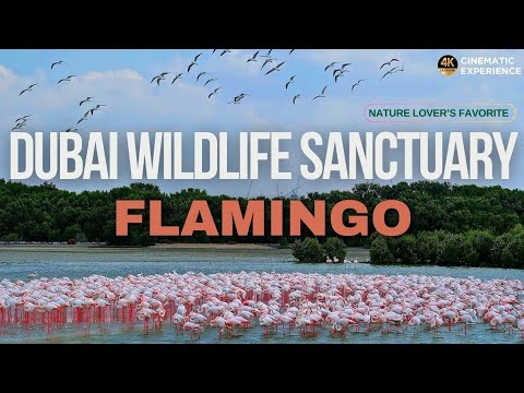 [4K] Dubai Wildlife Sanctuary | Flamingos Hide, Free Tourist Place in UAE, Travel Vlog, Raja Diaries