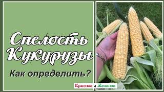 Как определить спелость кукурузы, когда убирать урожай