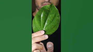 How to Make Paan