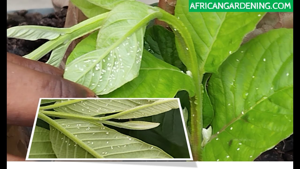 Как успешно избавиться от белокрылки на ваших растениях