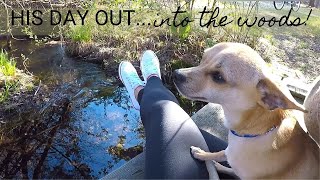 DOG DAY OUT...INTO THE WOODS!! | Chihuahua Dog: Spring Day in the Life! by Sawyer's Wonderful Life 385 views 2 years ago 2 minutes, 24 seconds