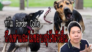 ทำไม Border Collie สุนัขฉลาดที่สุดในโลก ถึงเห่าและไม่ชอบสุนัขตัวอื่น