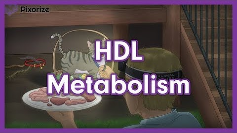 HDL Metabolism USMLE Mnemonic Preview