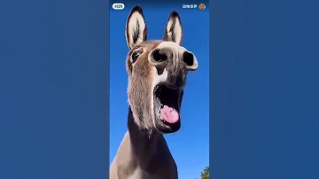 Https Youtube Com Shorts C0zmX9WJDtU Si Zc28F2GC7VsYrhMJ Comedyvideos Funny 