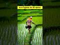 धान में झुलसा रोग की पहचान | किसान ज़रूर देखें #shorts