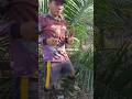 jangan minder biarpun kita masih pemula #shortvideo #sawit #petanimilenial #petanimuda