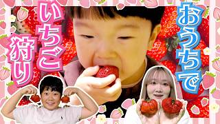 ◆【初めてのいちご狩り】大好きなイチゴが食べ放題で大興奮のえいちょ♪ひおパで目隠し対決もしたよ!◆