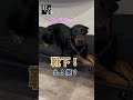 自分が怒られてると勘違いするドーベルマン