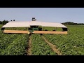 Огурец Гектор видео сбор урожая