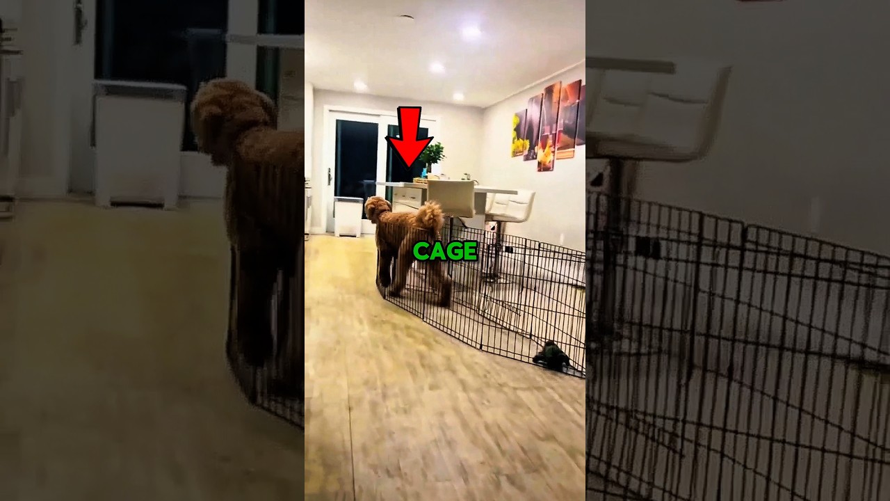 никогда не покупайте своей собаке клетку😭 