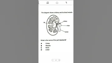 Kidney Biology Questions Geniusproonlineschool 