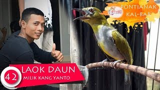 LOMBA PLECI ONLINE 42 - Aksi Pleci LAOK DAUN Milik KANG YANTO dari Pontianak KalBar