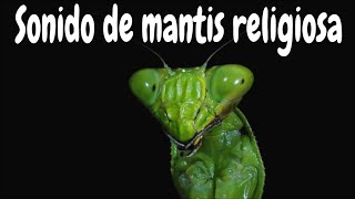 Sonido de mantis