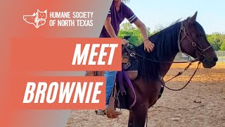 Brownie at the humane society of north texas