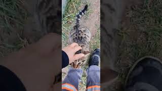 Tekir Ve Sarışınla Keyifli Vakitler