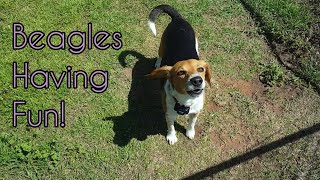 Happy Beagles! | Chubby Jumpers by Chubby Jumpers 61 views 3 years ago 2 minutes, 47 seconds