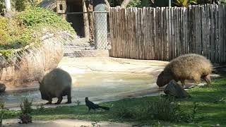 Zoologico de Aragon #zoologico #Zoologicoaragon 