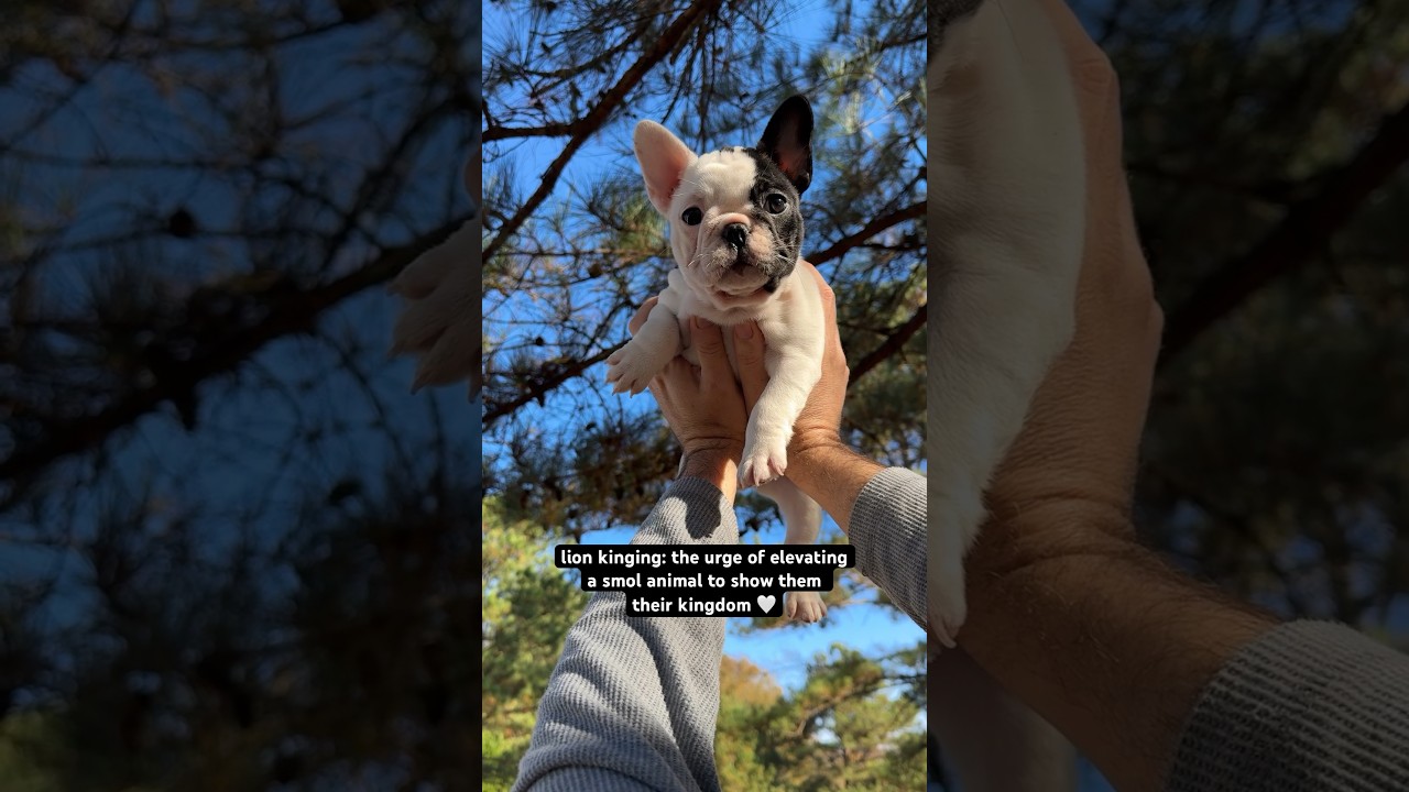 Showing the puppies their kingdom Lion King style 