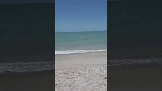 Dolphins 🐬 playing at Captiva Island 🏝 Beach ⛱️