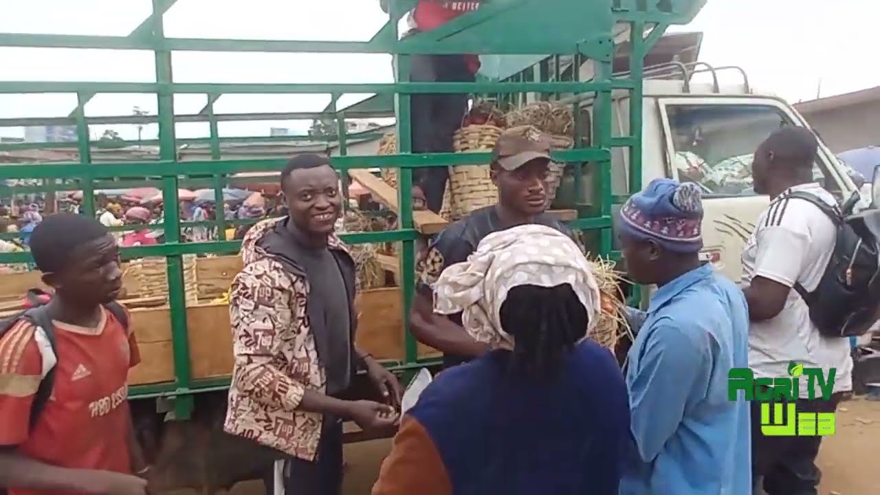 Pourquoi les cultivateurs de tomates au Cameroun broient du noir?