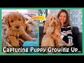 GOLDENDOODLE PUPPIES: 3 Easy Tips to get BETTER PHOTOS of them GROWING UP