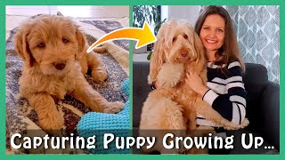 GOLDENDOODLE PUPPIES: 3 Easy Tips to get BETTER PHOTOS of them GROWING UP