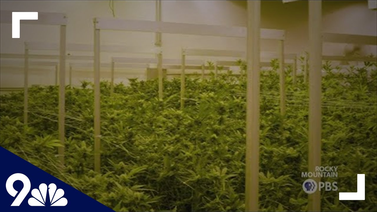 As environmental impacts become clearer, cannabis growers in Colorado look for sustainable solutions