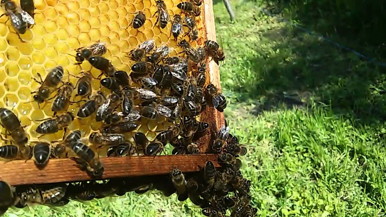 Пчелосемьи купить тамбовской области. Пчелосемьи. Пчелосемьи в Орловской области. Пчелосемья Камаллая. Пчелопакеты Карника Ульяновск.