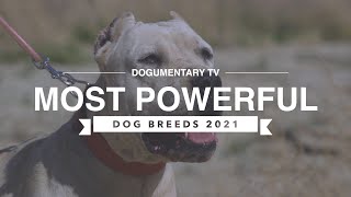 TOP 10 MOST POWERFUL DOG BREEDS 2021