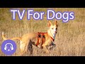 TV For Dogs - Fast Dog Entertainment Video! (NEW 2021)