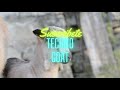 Techno goat