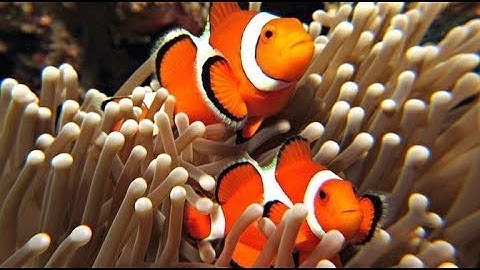 $2 - Đôi điều về loài cá Hề - Clownfish
