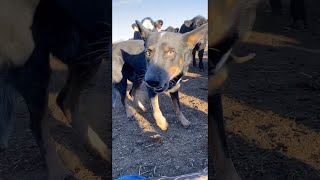 Cattle Dog Defends Owner From Herd of Cows || ViralHog