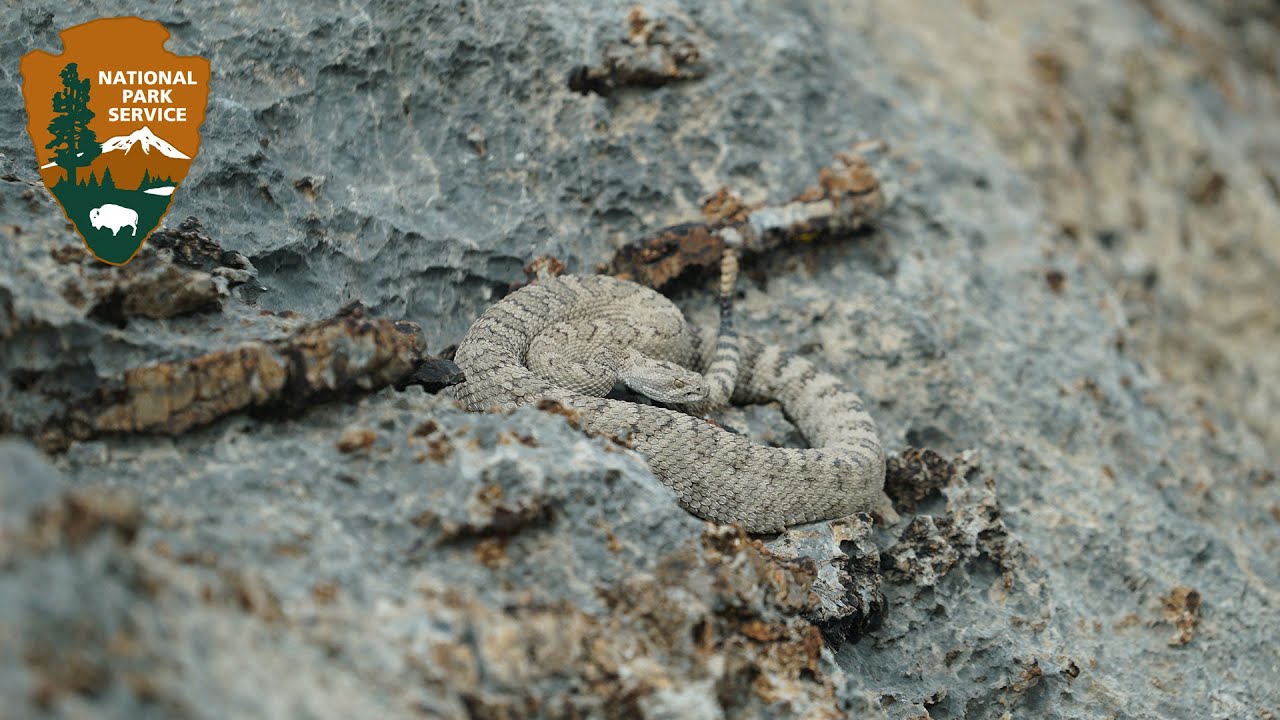 camera iphone 8 plus apk Outside Science (inside parks): Rattlesnakes in Great Basin (Audio Described)