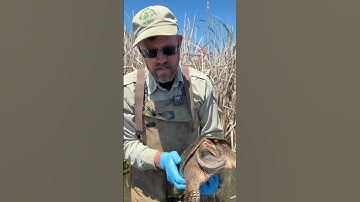 Why Are Snapping Turtles So Mean? #shorts #turtle #turtles #iliketurtles