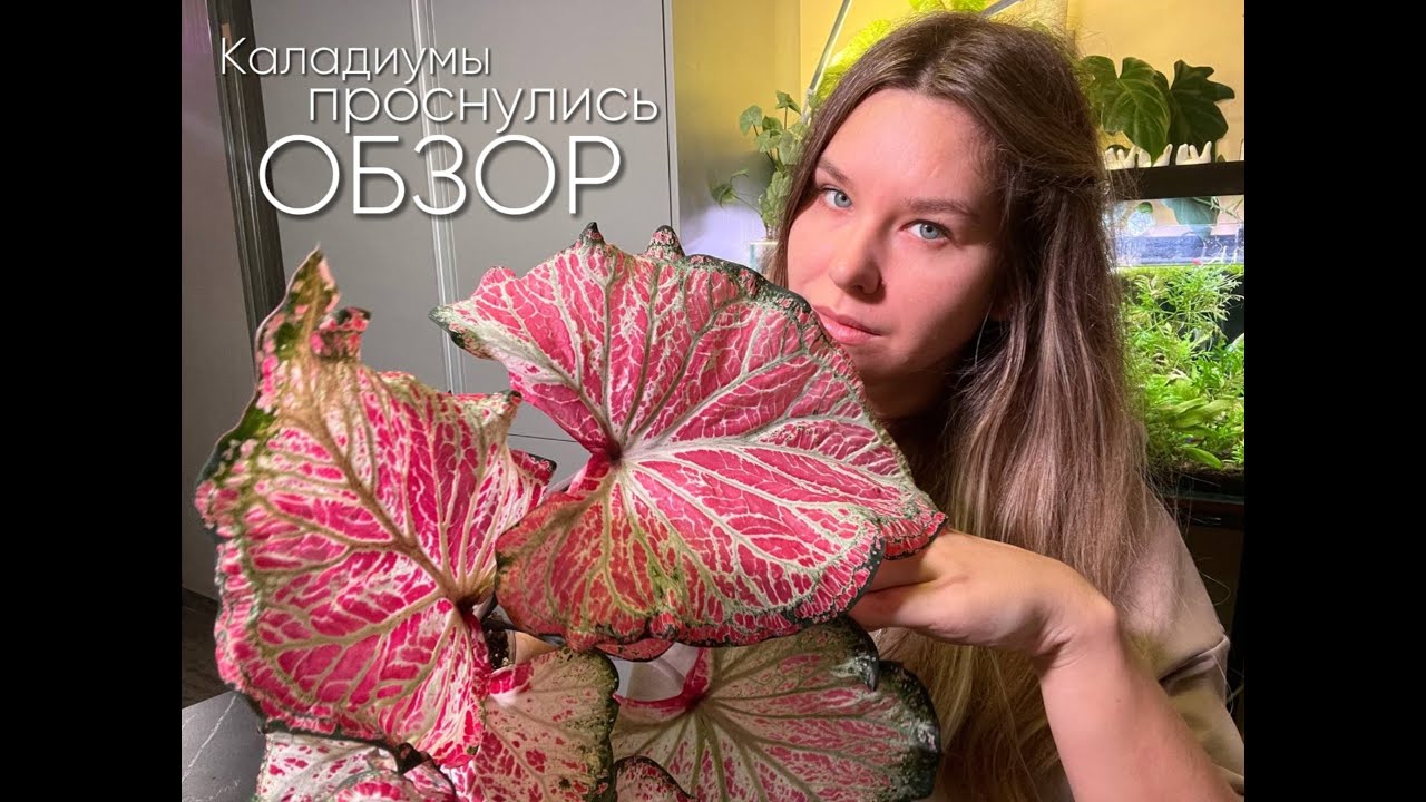 Мои КАЛАДИУМЫ/Обзор коллекции/Уход.