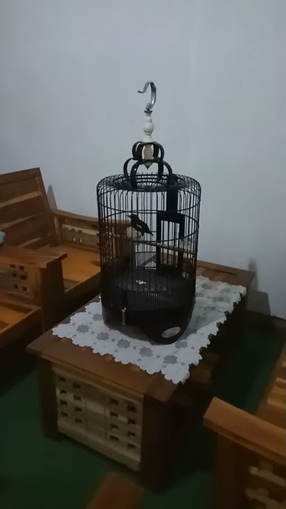 Anis kembang ngriwik kasar