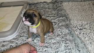 62Ème Vidéo Chiot N6 Femelle De La 61Ème Portée De Staffordland