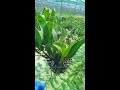 ở đây em có nhiều lan đẹp lắm ạ
