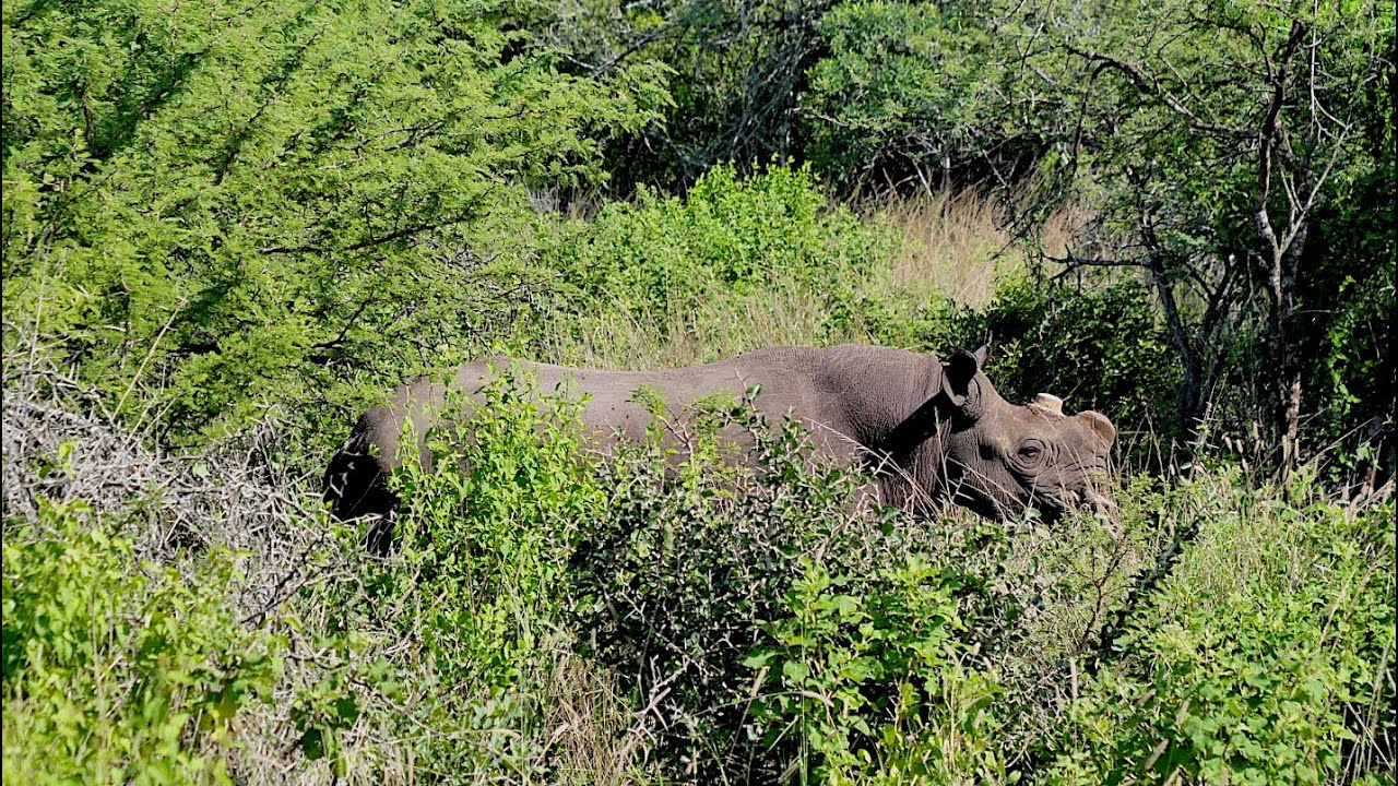 Black Rhino expansion project into Bonamanzi Game Reserve