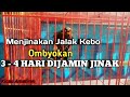 Menjinakan Burung jalak kebo Ombyokan || DIJAMIN JINAK.