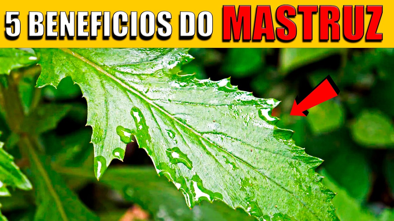 5 BENEFICIOS do PODEROSO CHÁ de MASTRUZ | O MASTRUZ mudou minha vida ...
