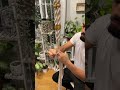 Tea Stained Macrame Plant Hanger! #plants #stringofhearts #plantasdeinterior