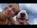 Mini Bull Terrier at the Dog Beach in Florida! Мини бультерьер на собачьем пляже во Флориде.🌊🐶🌞